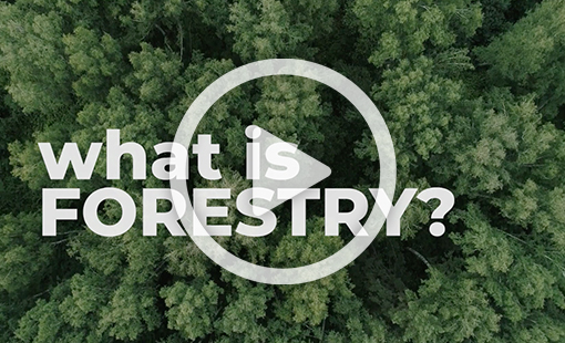 What is Forestry