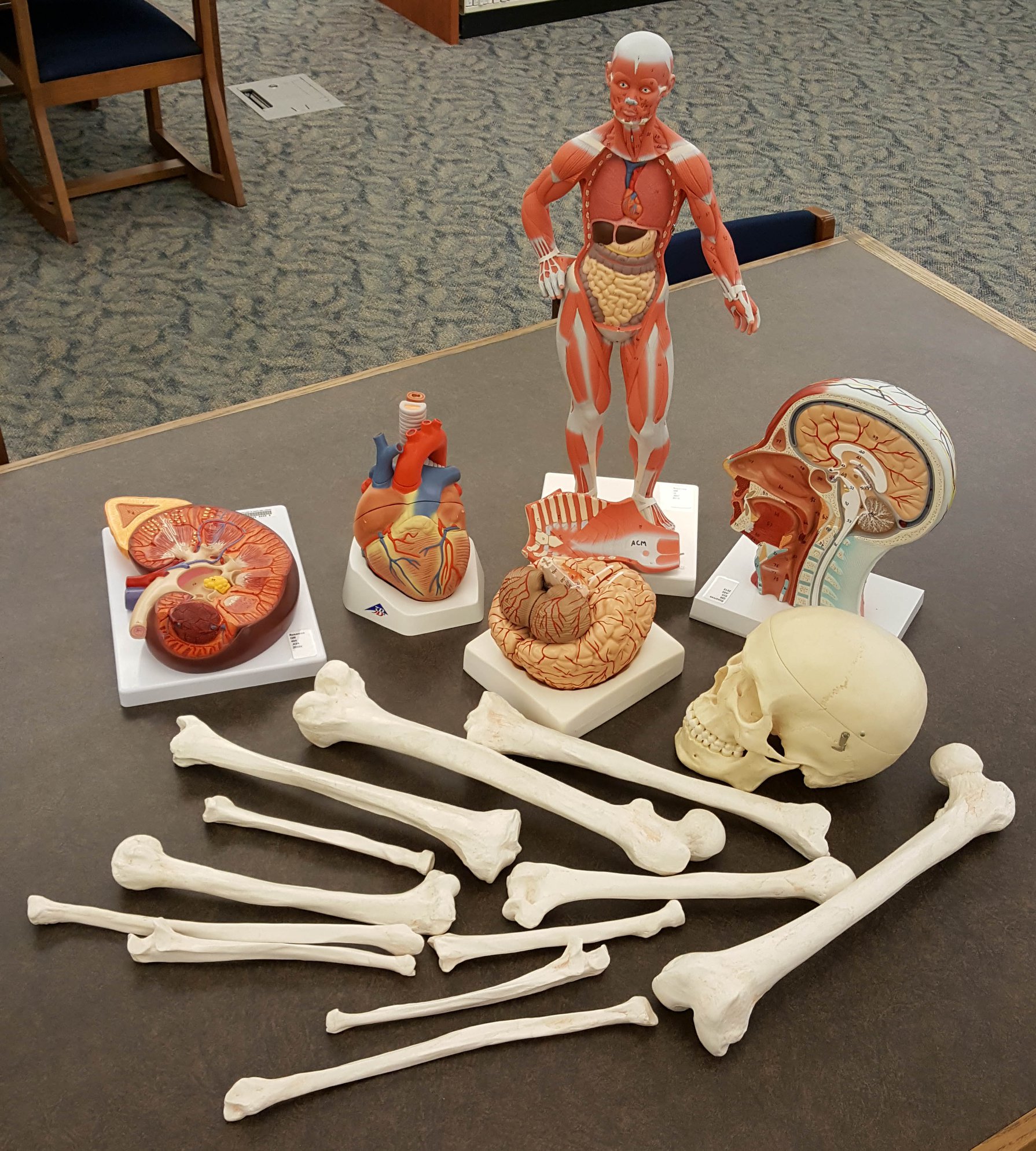 Anatomy Models