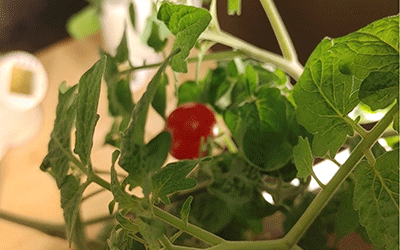 First cherry tomato on ACM Gardyn unit